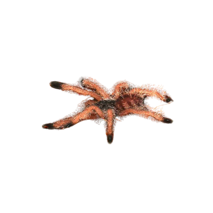 Peruvian Purple Pinktoe Tarantula (.25 – .75”)