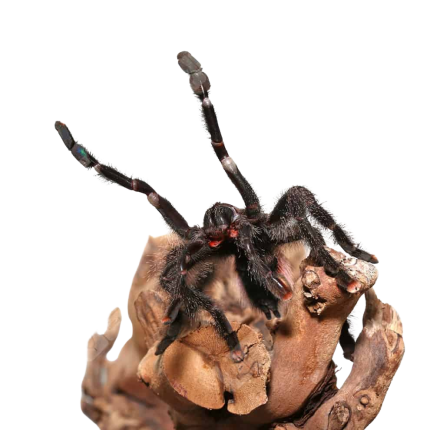 Peruvian Purple Pinktoe Tarantula (3-5″)