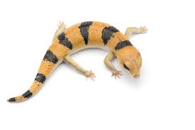 peters-banded-skink peters banded skink