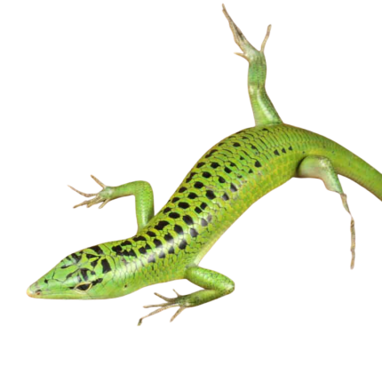 Philippine Emerald Tree Skink
