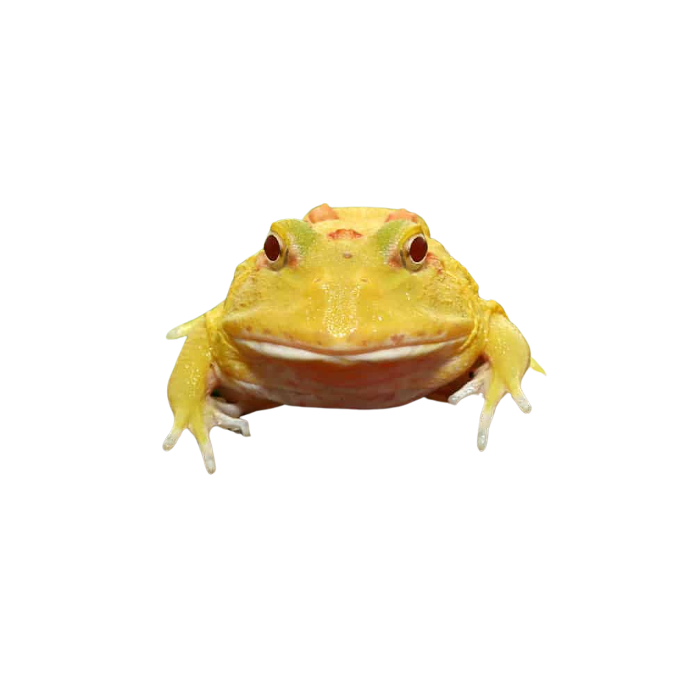 pikachu-pacman-frog (1) pikachu pacman frog 1