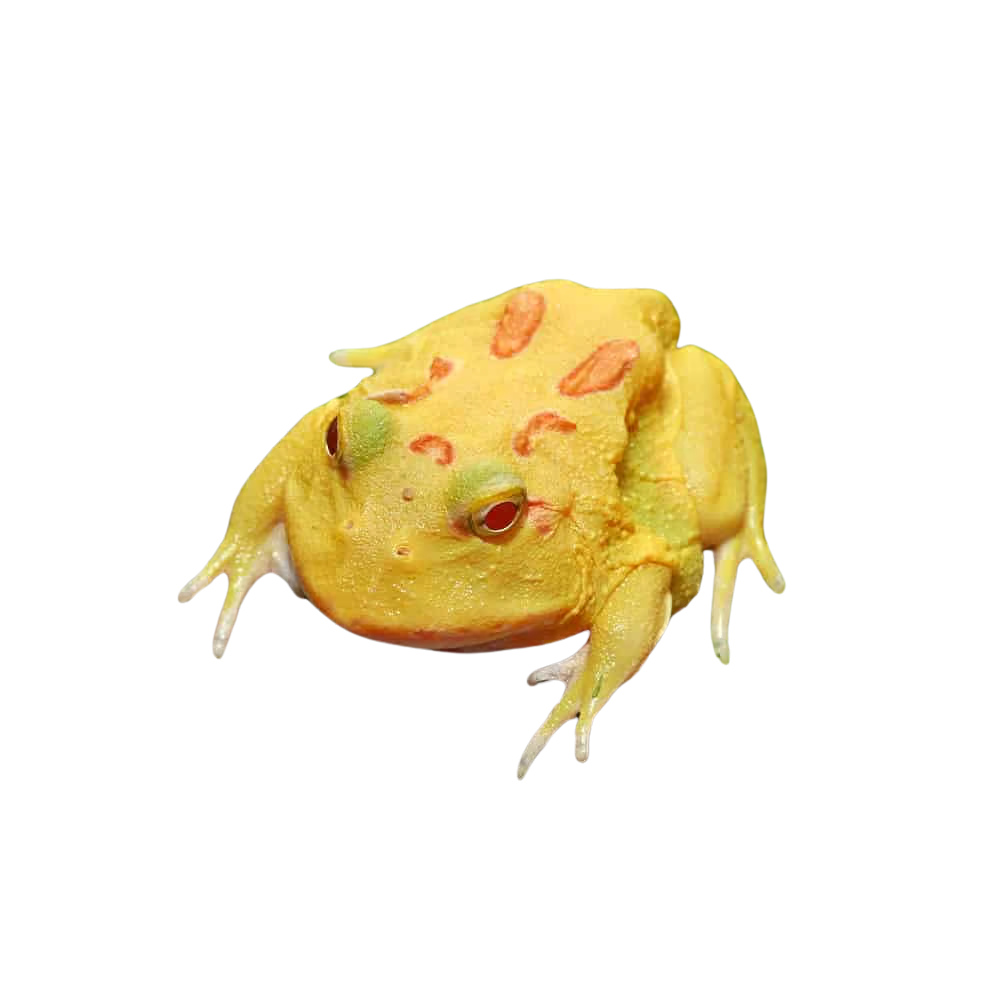 pikachu-pacman-frog (2) pikachu pacman frog 2
