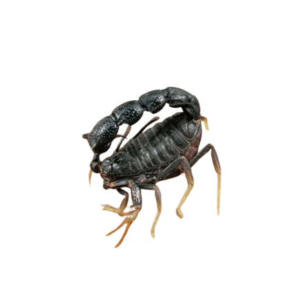 Pillar Tail Scorpion