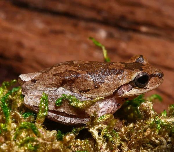 Pinewood’s Tree Frog