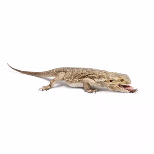 Pinhead, 1/16 Inch Feeder Crickets