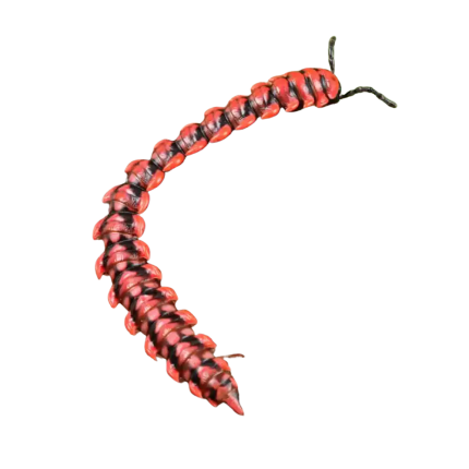 Pink Dragon Millipede