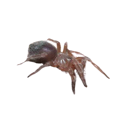 Pink Zebra Beauty Tarantula (.25 – .75”)