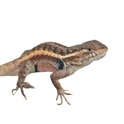 Pinkbelly Swift