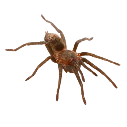 Piura Birdeater Tarantula (1.25 – 2”)