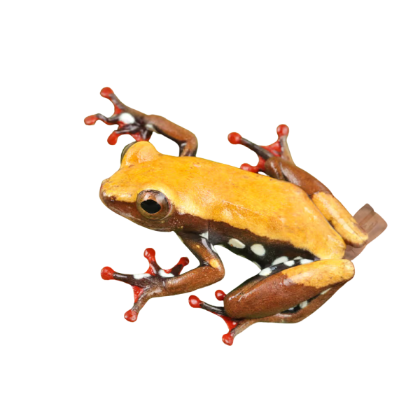 Polka Dot Reed Frog