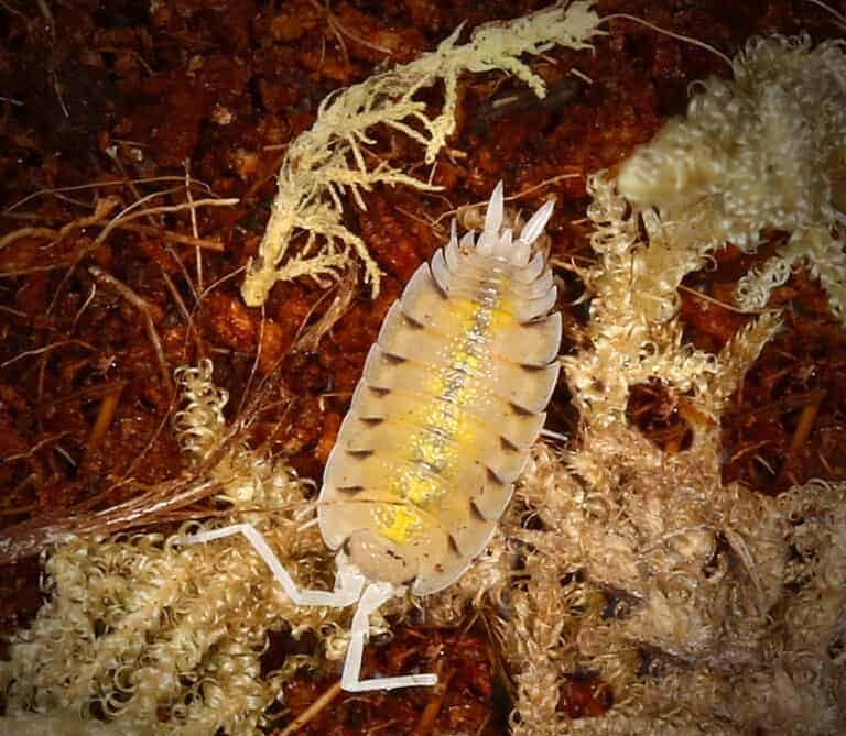 porcellio-bolivari-bolivari-isopods porcellio bolivari bolivari isopods e1749718487688