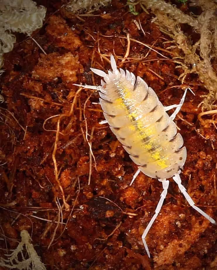 porcellio-bolivari-bolivari-isopods porcellio bolivari bolivari isopods e1749718510423