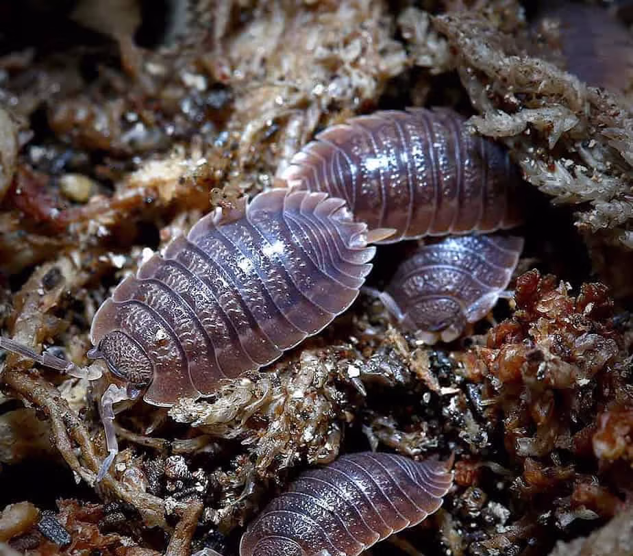 porcellio-dilatatus-giant-canyon-isopods porcellio dilatatus giant canyon isopods e1749716153338