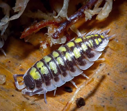 Porcellio Haasi High Yellow Isopods