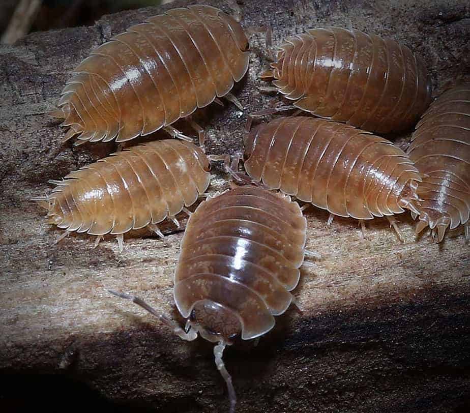 porcellio-laevis-caramel-isopods porcellio laevis caramel isopods e1749726083359