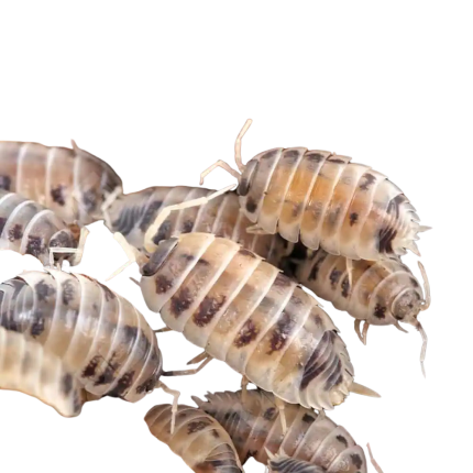 Porcellio Laevis Dairy Cow Isopods