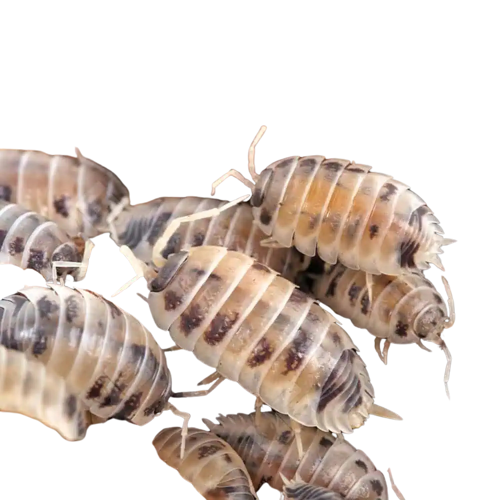 porcellio-laevis-dairy-cow-isopods (1) porcellio laevis dairy cow isopods 1