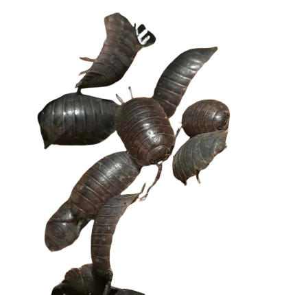Porcellio Laevis Wildtype Isopods