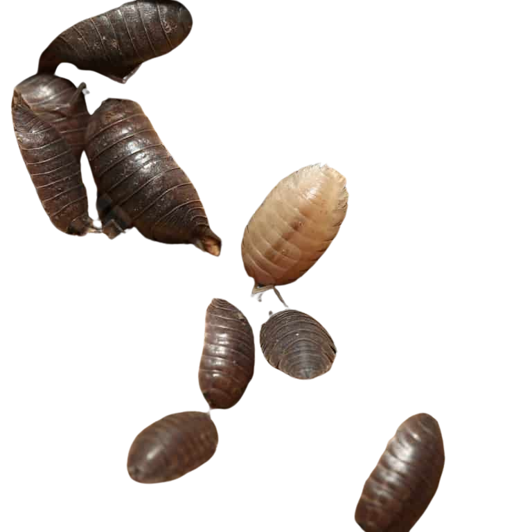 porcellio-laevis-wildtype-isopods (2) porcellio laevis wildtype isopods 2 1