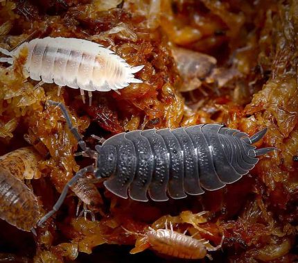 Porcellio Scaber Color Mix Isopods