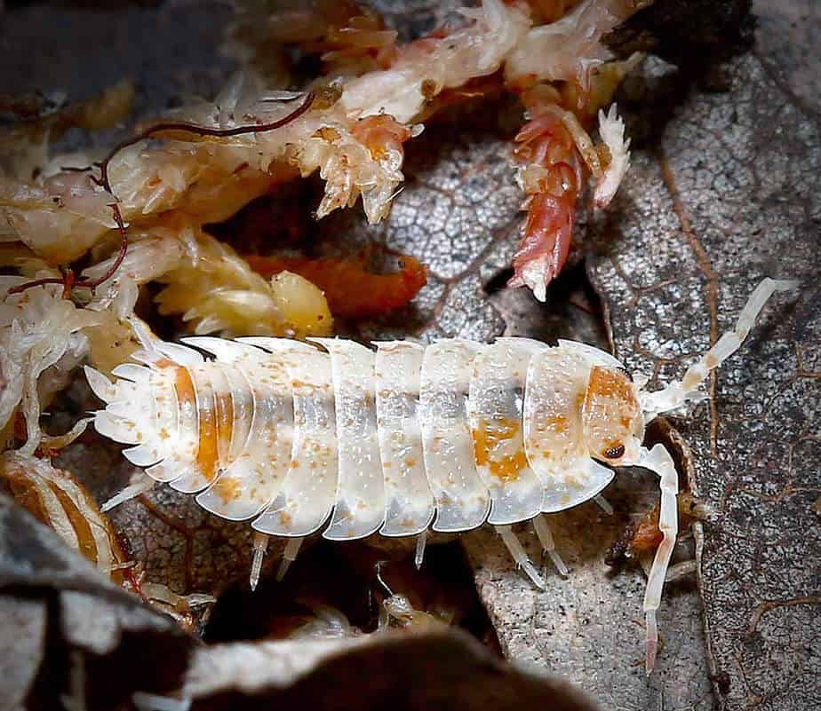 porcellio-scaber-orange-dalmatian-isopods porcellio scaber orange dalmatian isopods e1749725462509