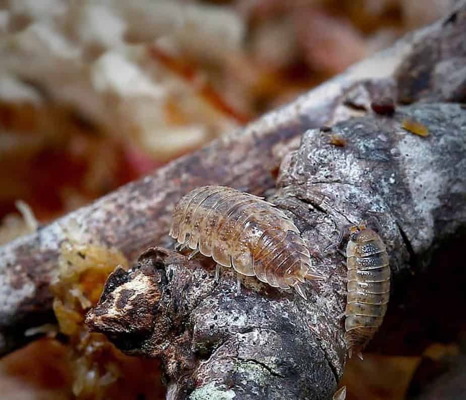 porcellio-scaber-orins-calico-isopods porcellio scaber orins calico isopods e1749725378435