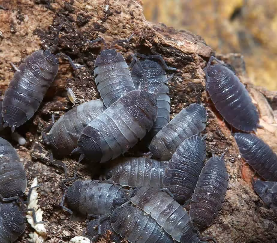 porcellio-scaber-pied-isopods porcellio scaber pied isopods e1749718152824