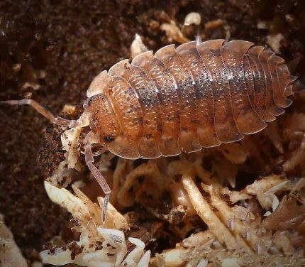 Porcellio Scaber Red Calico Isopods