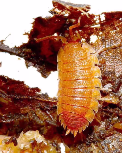 Porcellio Scaber Spanish Orange Isopods