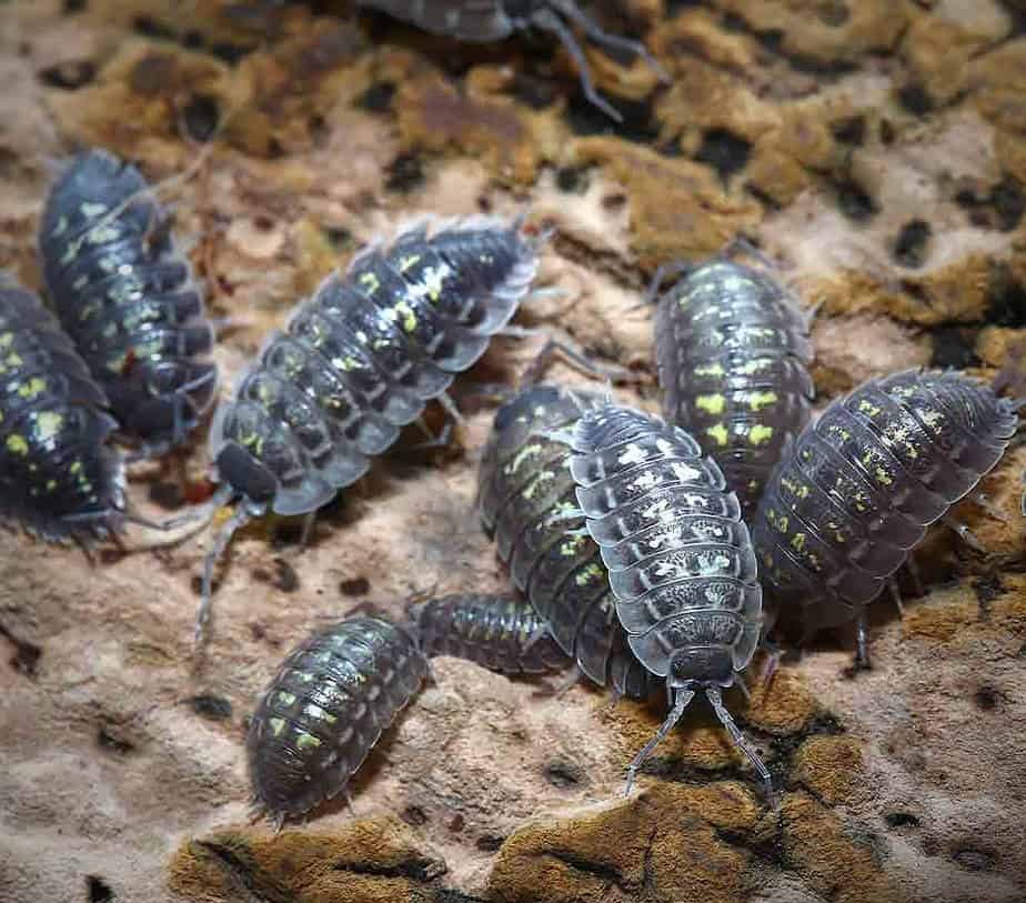 porcellio-spinipennis-isopods porcellio spinipennis isopods e1749727268531