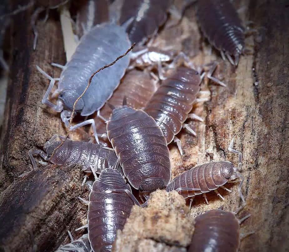 porcellionides-pruinosus-balkan-isopods porcellionides pruinosus balkan isopods e1749719628975