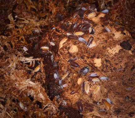 Porcellionides Pruinosus “Powder Mix” Isopods