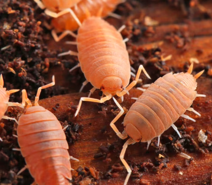 Porcellionides Pruinosus Powder Orange Isopods