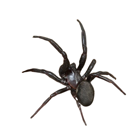 Primitive Hunting Spider