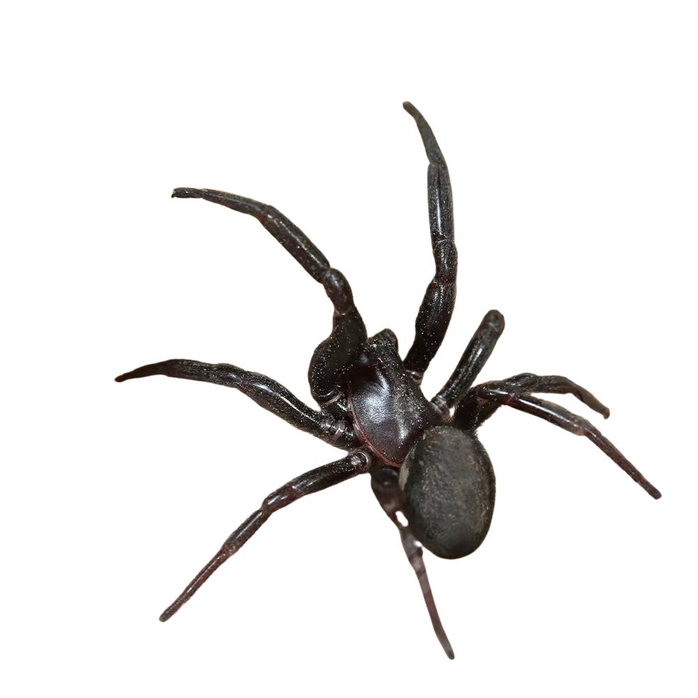 primitive-hunting-spider (1) primitive hunting spider 1