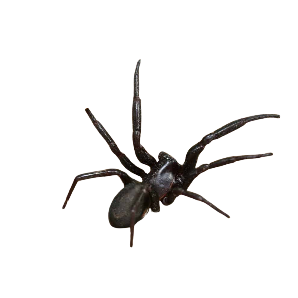 primitive-hunting-spider (2) primitive hunting spider 2