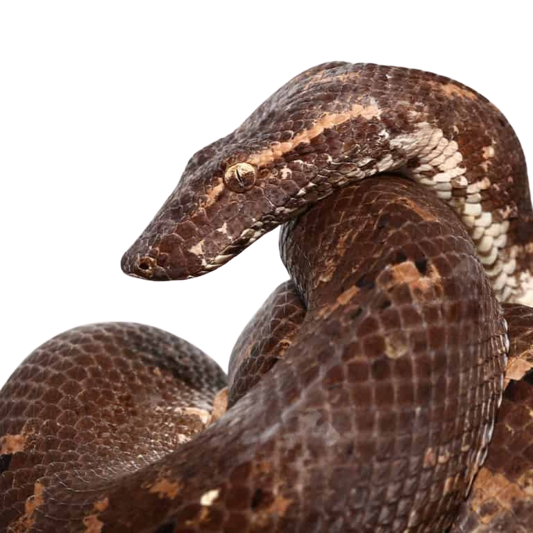 proven-female-giant-solomon-island-tree-boa (1) proven female giant solomon island tree boa 1