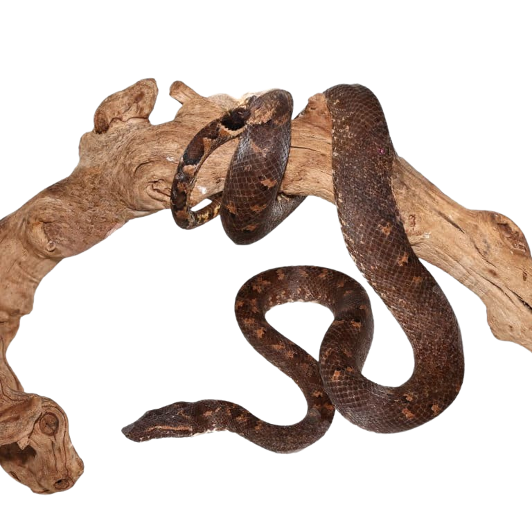 proven-female-giant-solomon-island-tree-boa (2) proven female giant solomon island tree boa 2