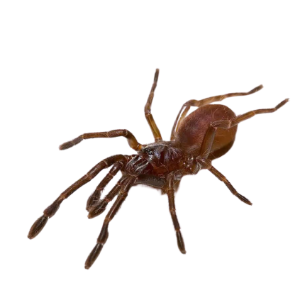 Psychedelic Earth Tiger Tarantula (.5 – 1”)