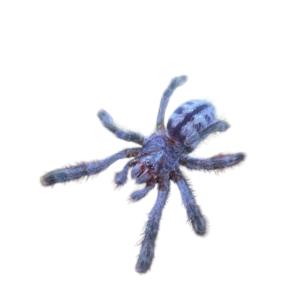 Puerto Rican Pinktoe Tarantula (.25 – .75”)