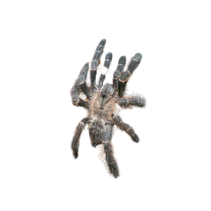 Purple Earth Tiger Tarantula (1 – 1.5”)