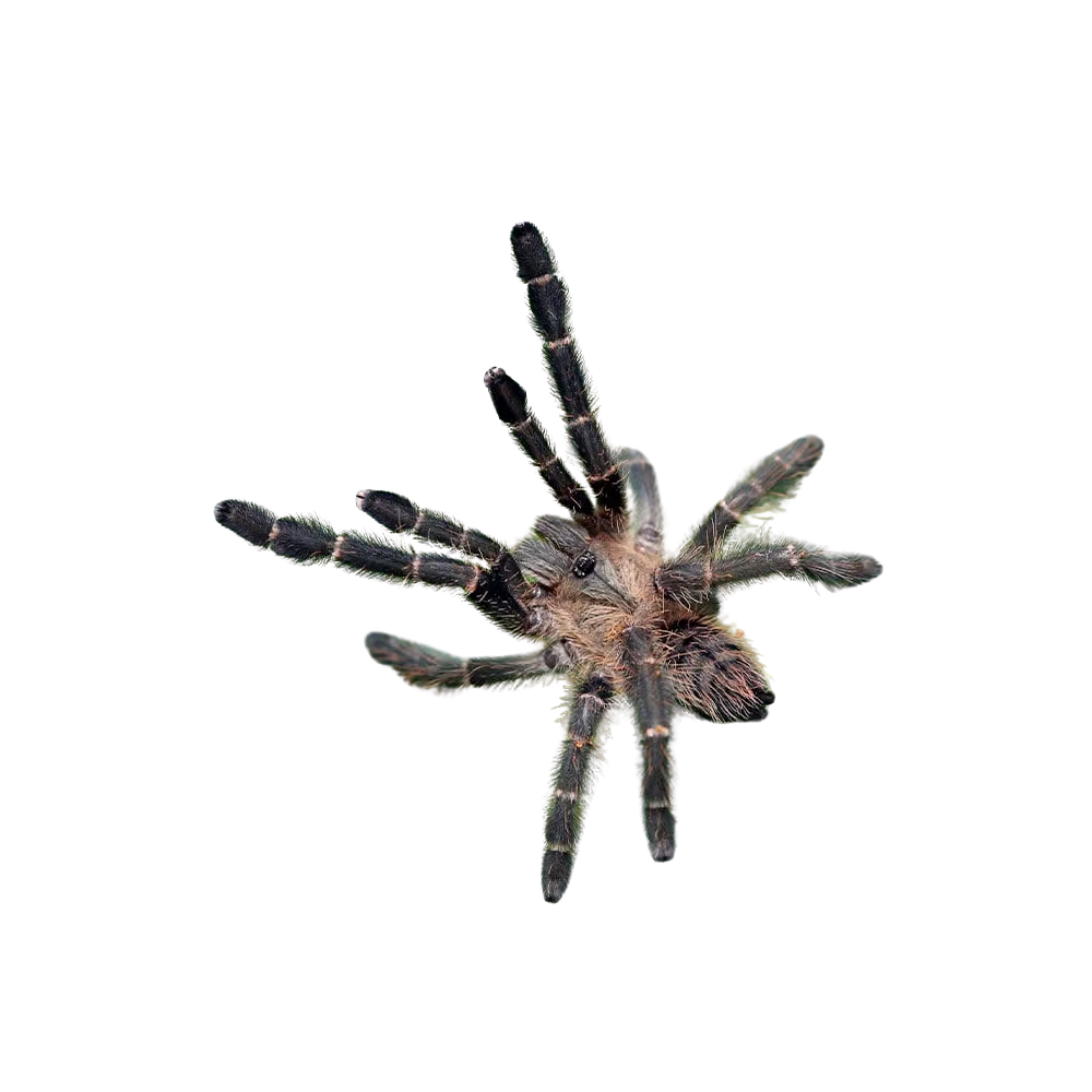 purple-earth-tiger-tarantula-1-–-15 (2) purple earth tiger tarantula 1 – 15 2