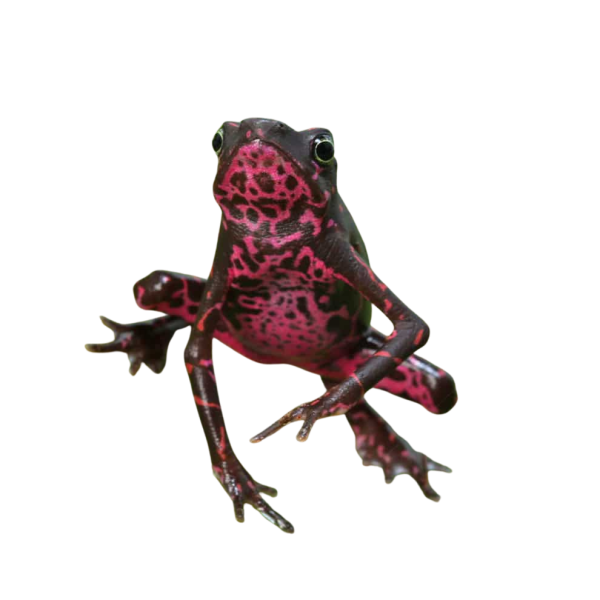 Purple Harlequin Toad