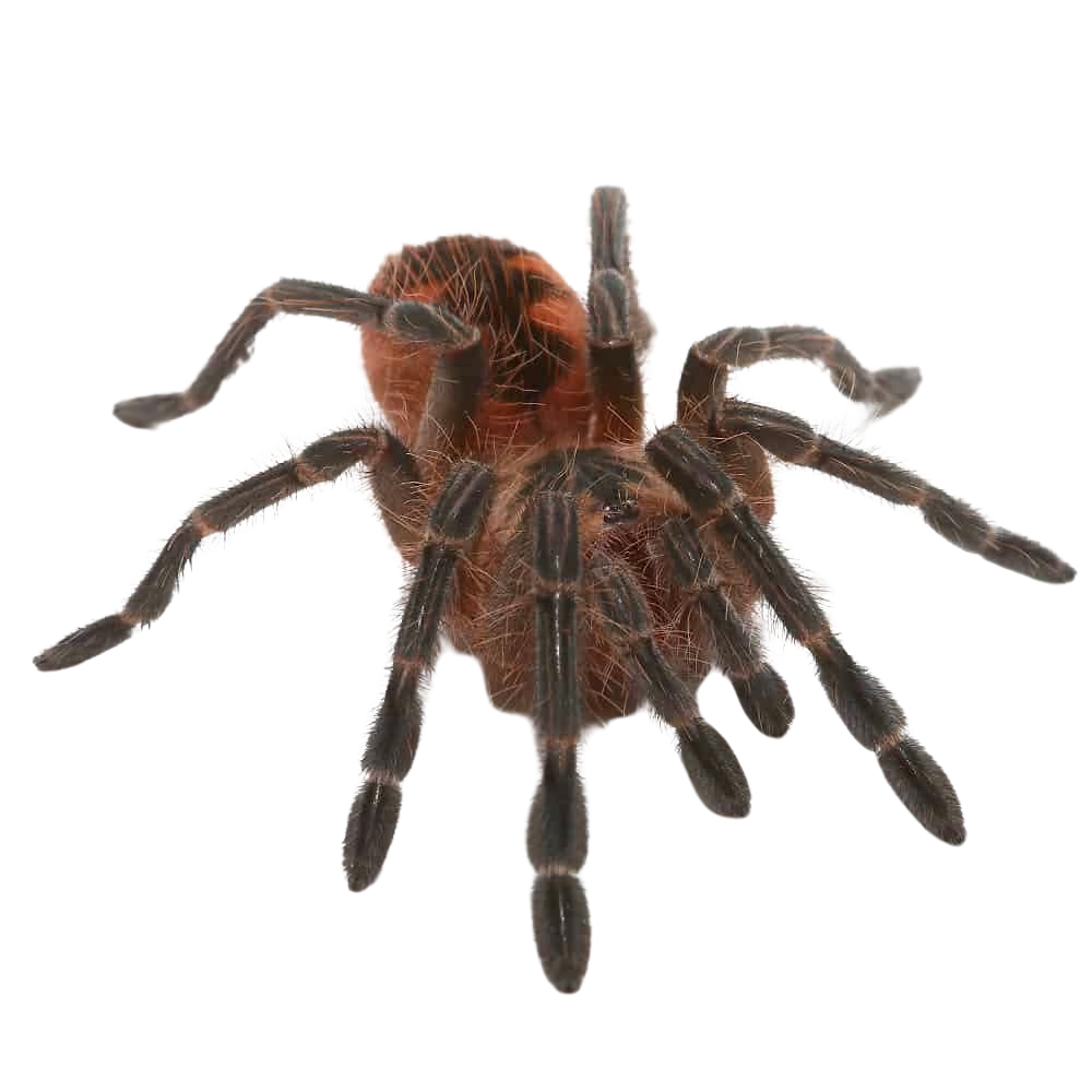 purple-starburst-birdeater-tarantula-1 (1) purple starburst birdeater tarantula 1 1