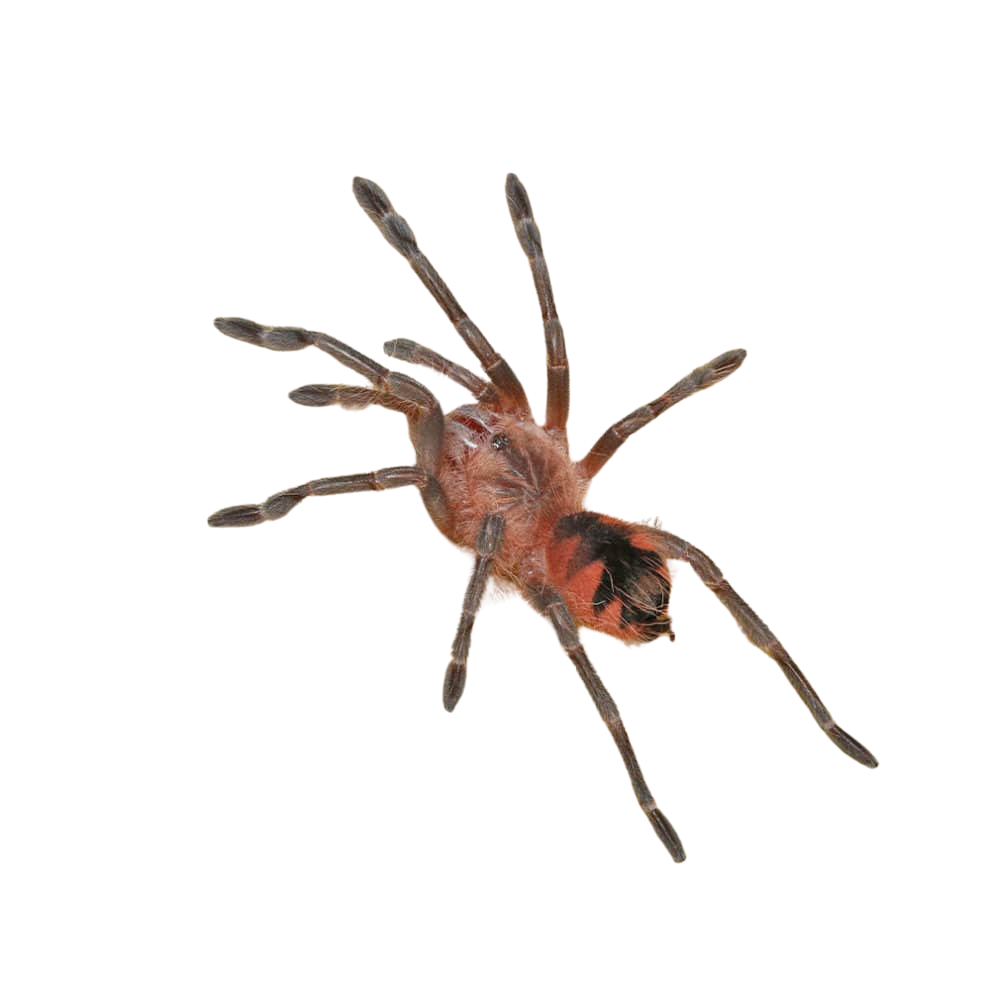 purple-starburst-birdeater-tarantula-2-–-3 (1) purple starburst birdeater tarantula 2 – 3 1