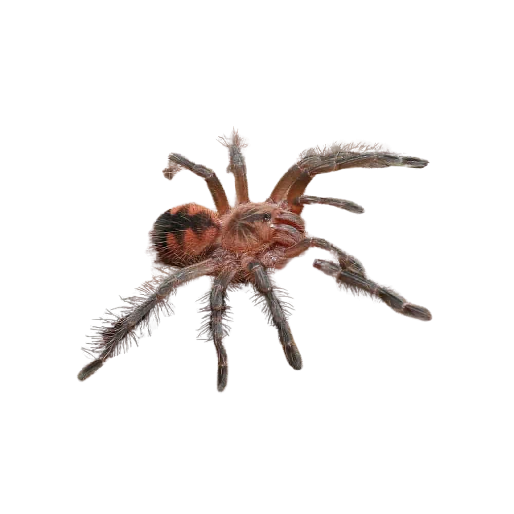 purple-starburst-birdeater-tarantula-2-–-3 (2) purple starburst birdeater tarantula 2 – 3 2
