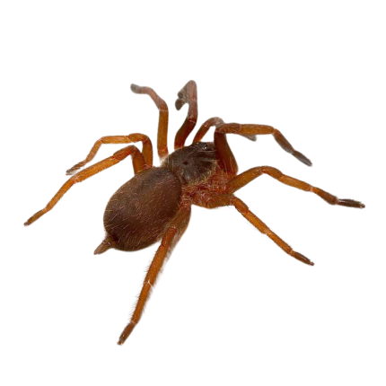 Purple Tree Spider (.75 – 1.25”)