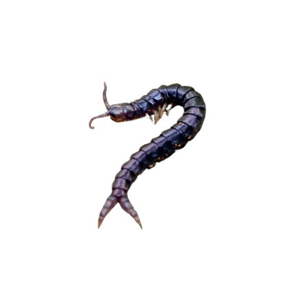 Purple Twin Tail Centipede
