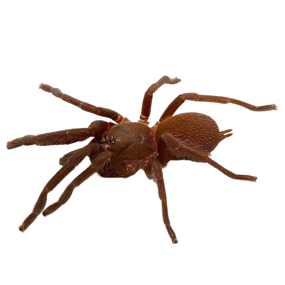 quezon-blue-earth-tiger-tarantula-25-–-75 (1) quezon blue earth tiger tarantula 25 – 75 1