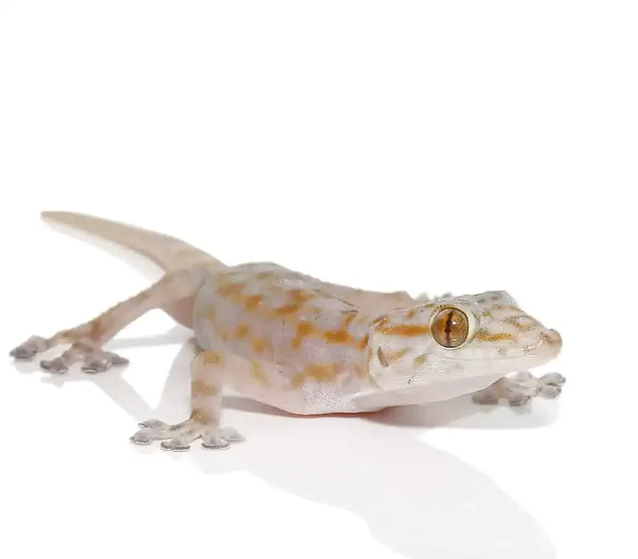 ragazzis-fan-footed-gecko ragazzis fan footed gecko e1747813293228